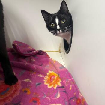 Domestic Short Hair Cats Available for Adoption - Dumplin | PetCurious