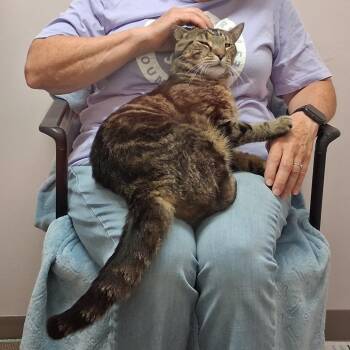 Kipp -  Domestic Short Hair Cat for Adoption in Middlebury, Vermont - Kipp | PetCurious