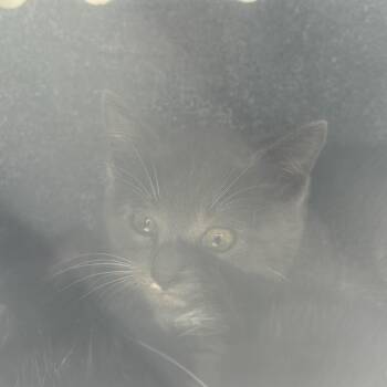 Petey -  Domestic Short Hair Cat for Adoption in Birmingham, Alabama - Petey | PetCurious