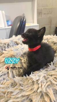 After Dark Litter:  Ozzy -  Domestic Short Hair Cat for Adoption in Council Bluffs, Iowa - After Dark Litter:  Ozzy | PetCurious