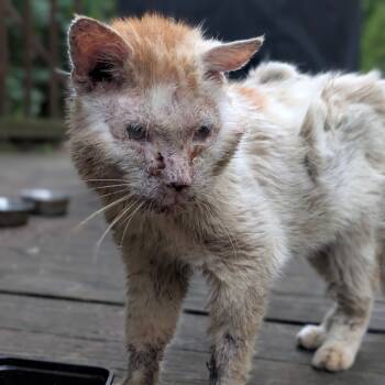Rescue Domestic Short Hair Cats for Adoption in Lynchburg, Virginia - Herman | PetCurious