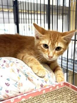 Cicero IN FOSTER -  Domestic Short Hair Cat for Adoption in New Orleans, Louisiana - Cicero IN FOSTER | PetCurious