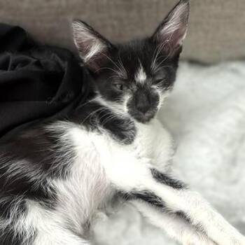 Rescue Domestic Short Hair Cats for Adoption in Liverpool, Texas - Truffle | PetCurious