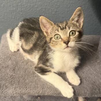 Lily -  Domestic Short Hair Cat for Adoption in Long Beach, California - Lily | PetCurious
