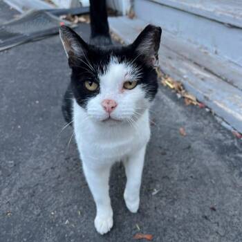 Kiki ARC2026-088 -  Domestic Short Hair Cat Available for Adoption in Akron, New York - Kiki ARC2026-088 | PetCurious