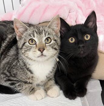 American Shorthair Cats Available for Adoption in Philadelphia, Pennsylvania - Renly & Rico | PetCurious