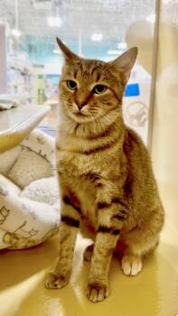 Iris -  Domestic Short Hair Cat for Adoption in Worcester, Massachusetts - Iris | PetCurious