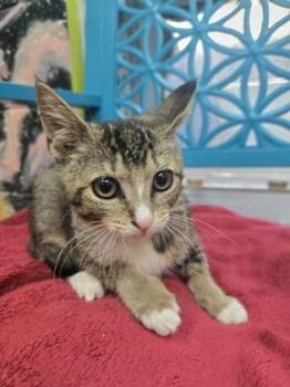 Sherbet -  Domestic Short Hair Cat for Adoption in Savannah, Georgia - Sherbet | PetCurious