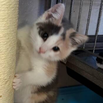 Domestic Short Hair Cats Available for Adoption in Pleasanton, California - Toffee | PetCurious