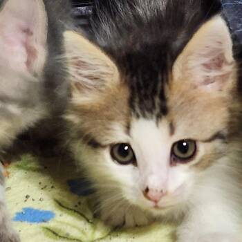 Thumbelina K46271 -  Domestic Long Hair Cat for Adoption in Corsicana, Texas - Thumbelina K46271 | PetCurious