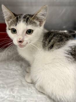 Domestic Short Hair Cats Available for Adoption in San Antonio, Texas - Pride | PetCurious