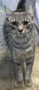 Whiskers -  Domestic Short Hair Cat for Adoption in Shreveport, Louisiana - Whiskers | PetCurious