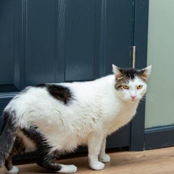 Astro -  Domestic Short Hair Cat for Adoption in Lake Jackson, Texas - Astro | PetCurious