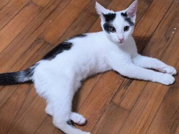 Otto -  Domestic Short Hair Cat for Adoption in Algood, Tennessee - Otto | PetCurious