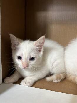 NALA -  Siamese and Domestic Short Hair Cat for Adoption in Chula Vista, California - NALA | PetCurious