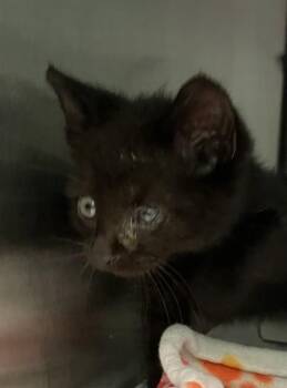 Domestic Short Hair Cats Available for Adoption in Dallas, Texas - LILA | PetCurious