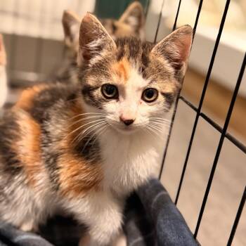 Gardenia -  Domestic Short Hair Cat for Adoption in Watertown, New York - Gardenia | PetCurious