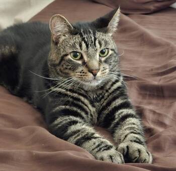 Baby Blue -  Domestic Short Hair Cat for Adoption in New York, New York - Baby Blue | PetCurious