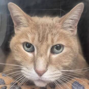 Domestic Short Hair Cats Available for Adoption in Austin, Texas - Dax | PetCurious