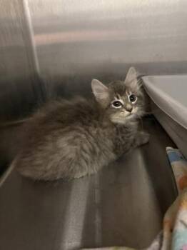 Strawberry -  Domestic Medium Hair and Domestic Short Hair Cat for Adoption in Lafayette, Indiana - Strawberry | PetCurious