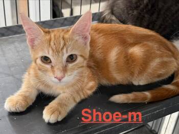 Shoe 26 -  Tabby and Domestic Short Hair Cat for Adoption in Brookhaven, Mississippi - Shoe 26 | PetCurious