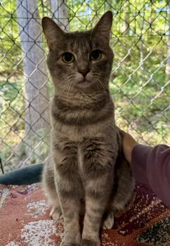Tiggy -  Domestic Short Hair Cat for Adoption in Ashland, Ohio - Tiggy | PetCurious