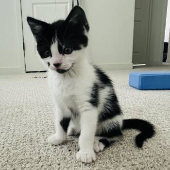 Cookie Crumble & Cookie Crisp -  Domestic Medium Hair Cat Available for Adoption in Sacramento, California - Cookie Crumble & Cookie Crisp | PetCurious