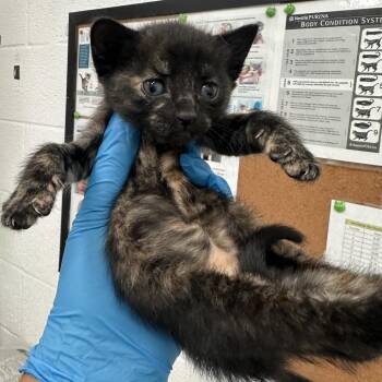 Domestic Short Hair Cats Available for Adoption in San Antonio, Texas - Lollipop L1 | PetCurious