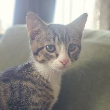 Squeaker -  American Shorthair Cat for Adoption in Sioux Falls, South Dakota - Squeaker | PetCurious