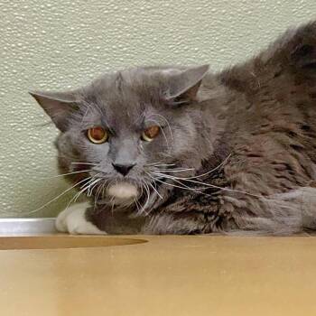 Domestic Long Hair Cats Available for Adoption in Riverwoods, Illinois - Bitito | PetCurious