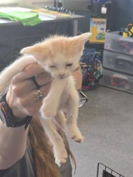 PUMPKIN -  Domestic Short Hair Cat for Adoption in Casper, Wyoming - PUMPKIN | PetCurious