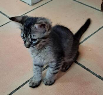 Maine Coon and Tabby Cats Available for Adoption in Phoenix, Arizona - Honey BONDED To Sonny | PetCurious