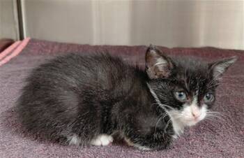 A656298 -  Domestic Short Hair Cat for Adoption in Houston, Texas - A656298 | PetCurious
