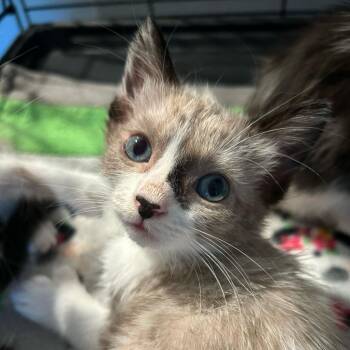 Mittens -  Domestic Short Hair and Siamese Cat for Adoption in Escondido, California - Mittens | PetCurious