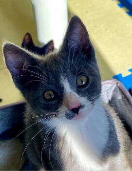 Rescue Domestic Short Hair Cats for Adoption in Burlington, Washington - Suni | PetCurious