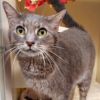 Seymour -  Domestic Short Hair Cat Available for Adoption in Dayton, Ohio - Seymour | PetCurious