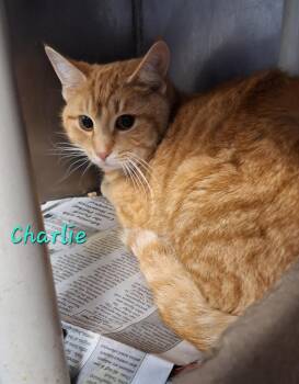 Tabby Cats Available for Adoption - Chad And Charlie | PetCurious