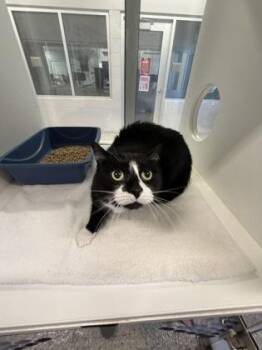 Domestic Short Hair Cats Available for Adoption - Willow | PetCurious