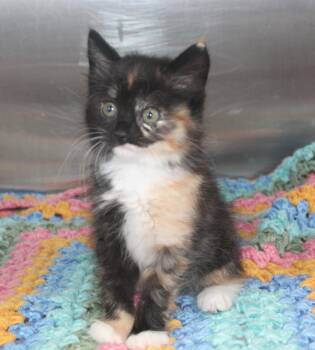 Domestic Long Hair and Calico Cats Available for Adoption in Prattville, Alabama - Osland - 43456 | PetCurious