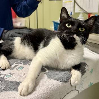 The Audrey Effect -  Domestic Short Hair Cat for Adoption in Baltimore, Maryland - The Audrey Effect | PetCurious