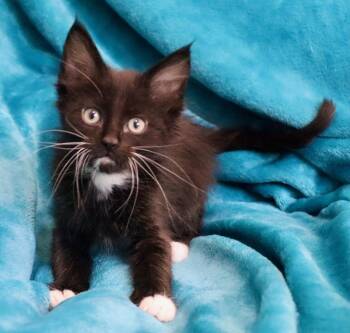 Cabernet -  Tuxedo and Domestic Medium Hair Cat for Adoption in St. Augustine, Florida - Cabernet | PetCurious