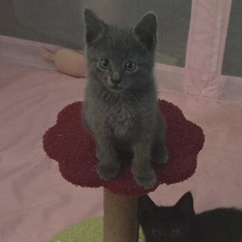 Hoss -  American Shorthair Cat Available for Adoption in Park Row, Texas - Hoss | PetCurious