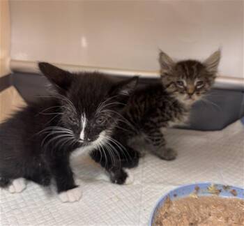 BUNNIE -  Domestic Short Hair Cat for Adoption in Thousand Palms, California - BUNNIE | PetCurious