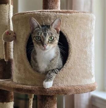 Sibbie -  Domestic Short Hair Cat for Adoption in Fort Worth, Texas - Sibbie | PetCurious