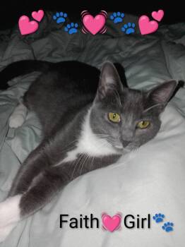 Faith -  Domestic Short Hair Cat for Adoption in Miami, Oklahoma - Faith | PetCurious