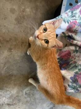 Butterfly -  Domestic Short Hair Cat for Adoption in Raleigh, North Carolina - Butterfly | PetCurious