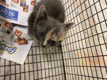 Domestic Medium Hair Cats Available for Adoption in Modesto, California - LUMPY SPACE PRINCESS | PetCurious