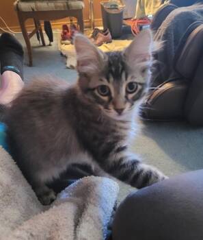 Thor 0302 -  Domestic Medium Hair Cat for Adoption in Dallas, Texas - Thor 0302 | PetCurious