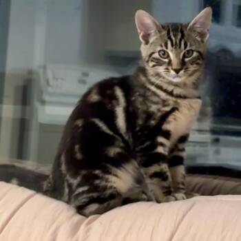 Rescue Domestic Short Hair Cats for Adoption in Coos Bay, Oregon - Sophia | PetCurious