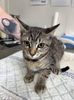 Everest -  Domestic Short Hair Cat for Adoption in San Antonio, Texas - Everest | PetCurious